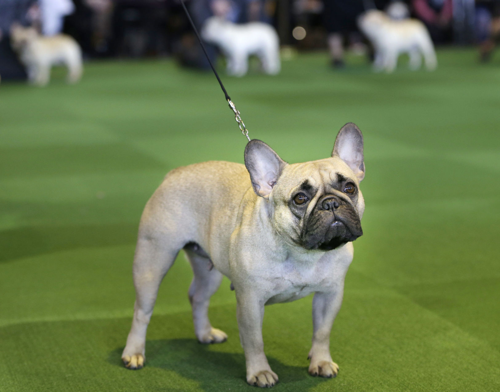 4. French bulldog